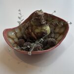 Schaal maken - 2 lessen